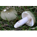 Мицелий Сыроежки зеленой (Russula aeruginea)